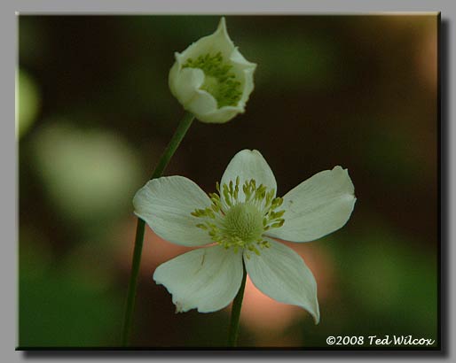 Thimbleweed (Anemone virginiana)