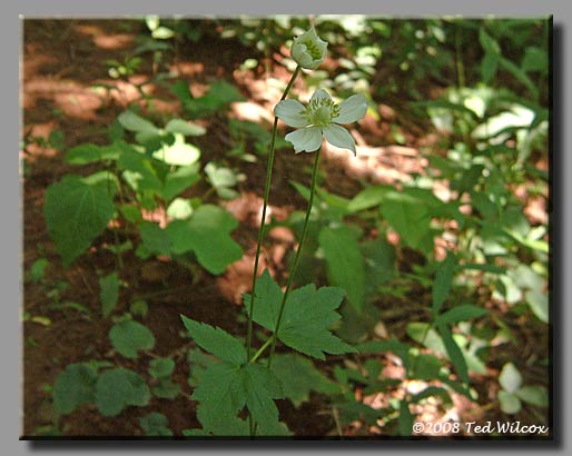 Thimbleweed (Anemone virginiana)