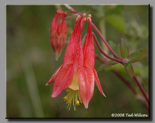Wild Columbine (Aquilegia canadensis)