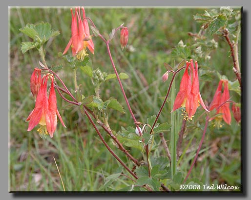 Wild Columbine (Aquilegia canadensis)