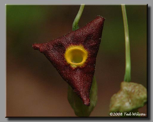 Pipe Vine / Dutchman's Pipe (Aristolochia macrophylla)