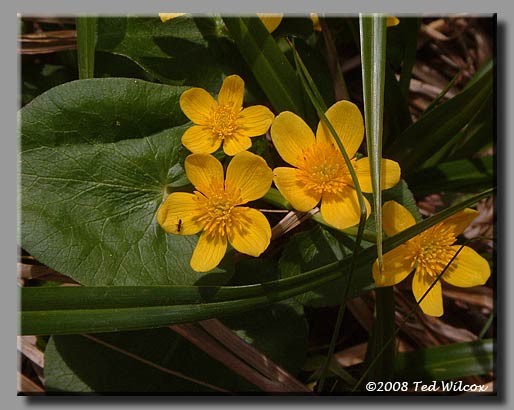Marsh Marigold (Caltha palustris)