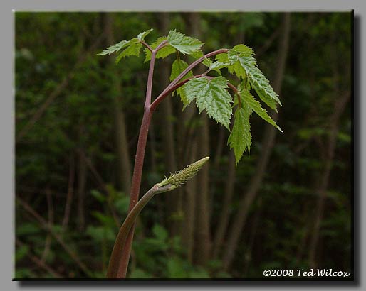 Black Cohosh (Cimicifuga racemosa)