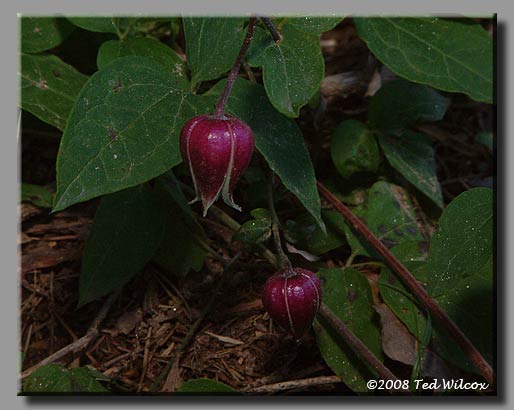 Leather Vasevine (Clematis viorna)
