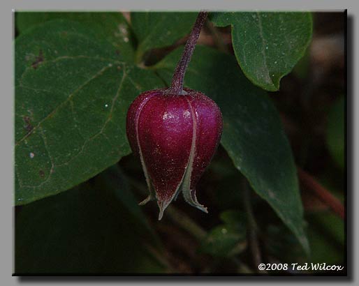 Leather Vasevine (Clematis viorna)