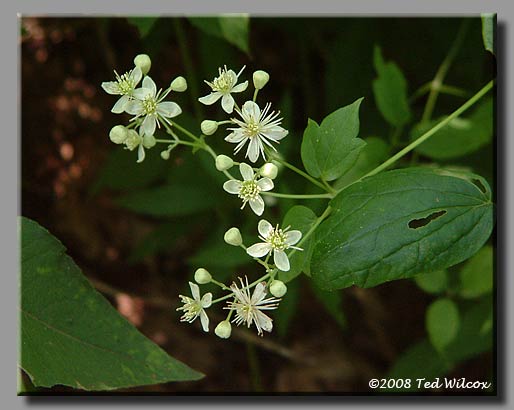 Virgin's Bower / Devil's Darning Needles (Clematis virginiana)