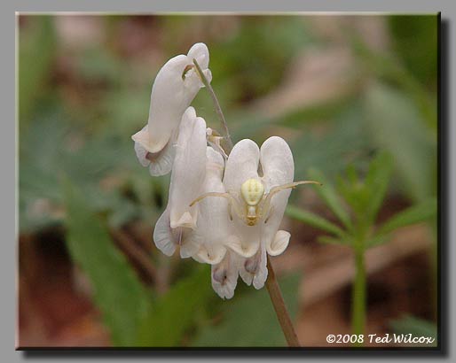 Squirrel Corn (Dicentra canadensis)