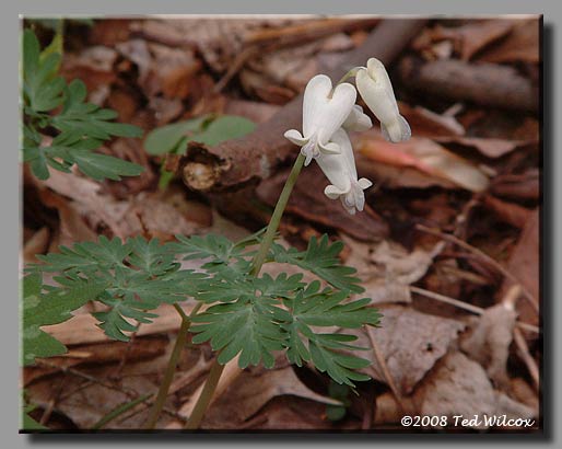 Squirrel Corn (Dicentra canadensis)