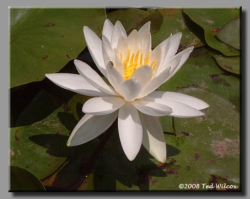 Fragrant Water Lily (Nymphaea odorata)