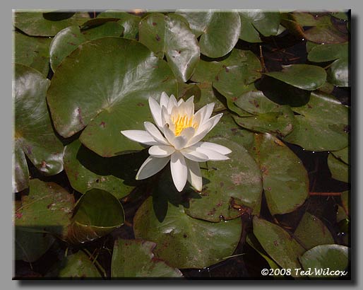 Fragrant Water Lily (Nymphaea odorata)