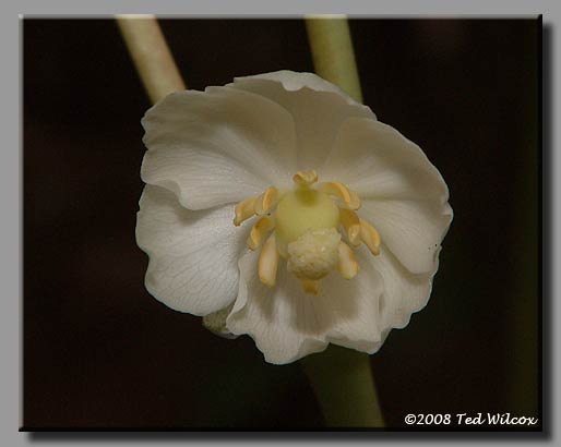 Mayapple / Mandrake (Podophyllum peltatum)