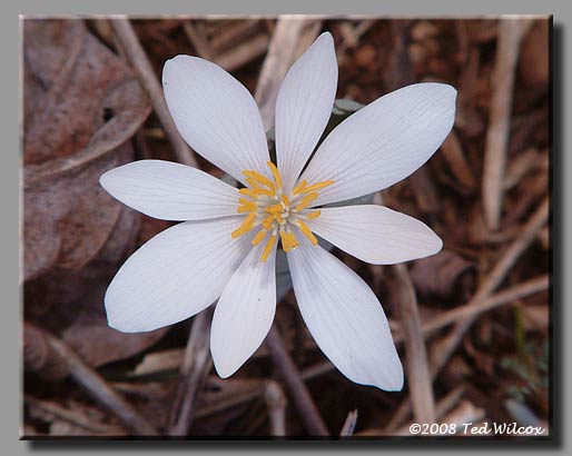 Bloodroot (Sanguinaria canadensis)