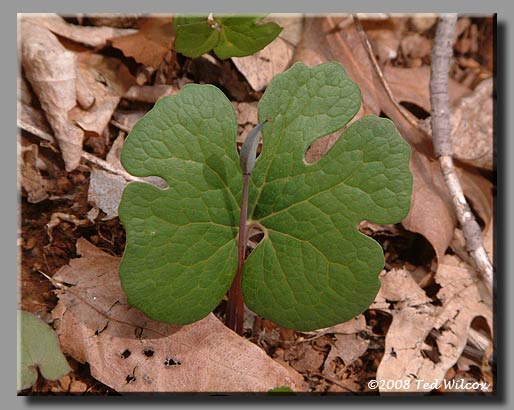 Bloodroot (Sanguinaria canadensis)