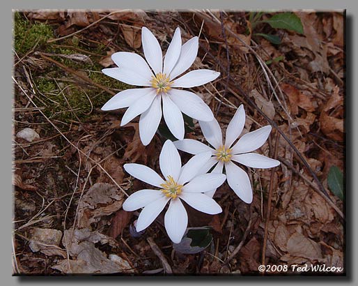 Bloodroot (Sanguinaria canadensis)
