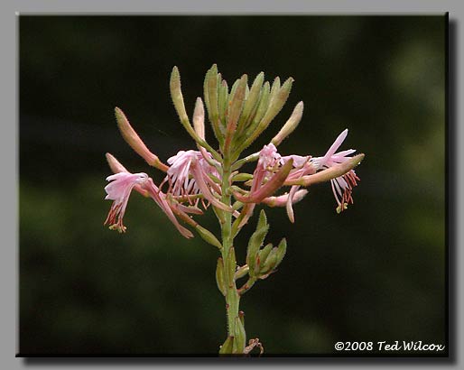 Biennial Gaura (Gaura biennis)