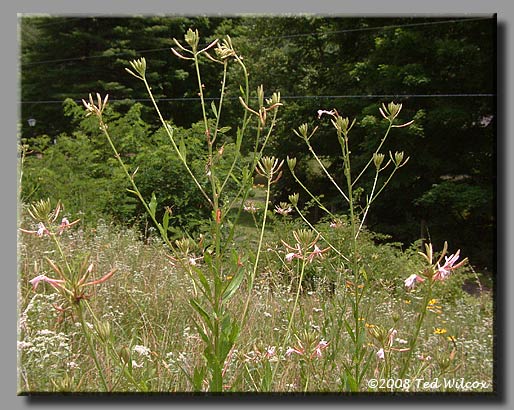 Biennial Gaura (Gaura biennis)