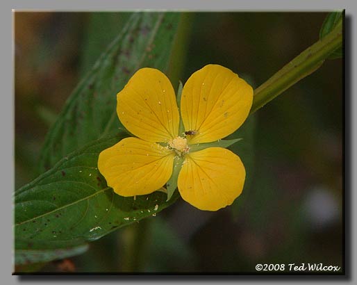 Primrose Willow (Ludwigia decurrens)