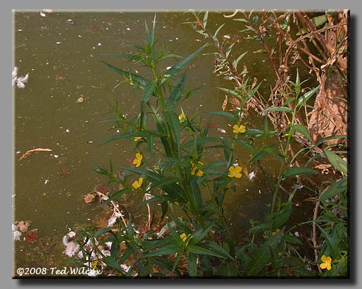 Primrose Willow (Ludwigia decurrens)