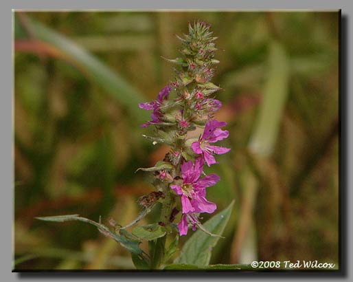 Purple Loosestrife (Lythrum salicaria)
