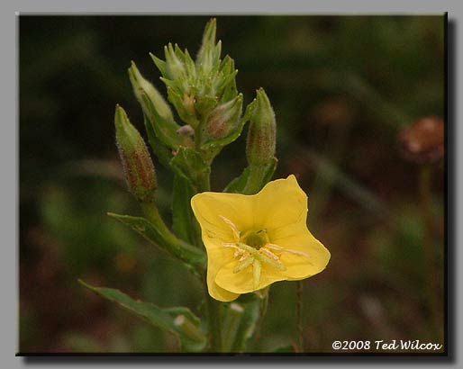 Common Evening Primrose (Oenothera biennis)