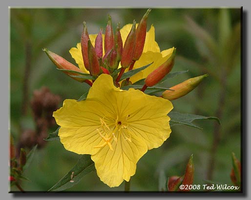 Sundrops (Oenothera fruticosa)