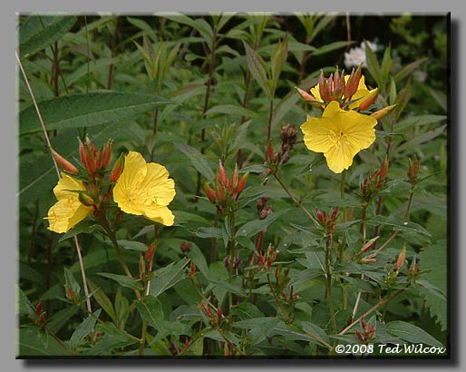 Sundrops (Oenothera fruticosa)