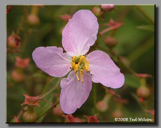 Maryland Meadow Beauty (Rhexia mariana)