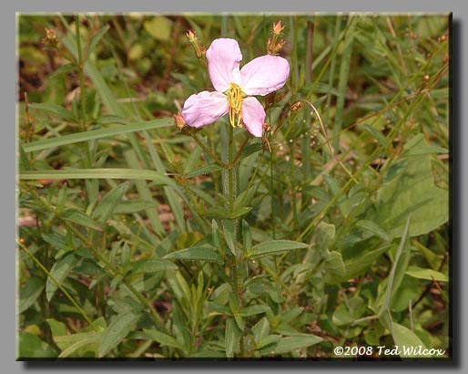 Maryland Meadow Beauty (Rhexia mariana)