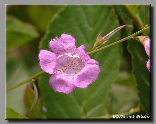 Smooth Purple Gerardia (Agalinis purpurea)