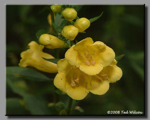 Smooth False Foxglove (Aureolaria laevigata)