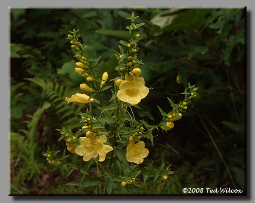Smooth False Foxglove (Aureolaria laevigata)