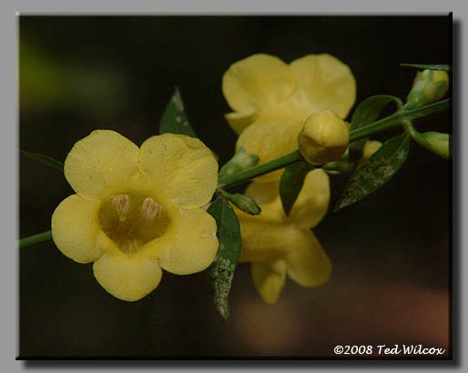 Spreading False Foxglove (Aureolaria patula)