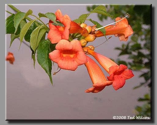 Trumpet Creeper / Trumpet Vine (Campsis radicans)
