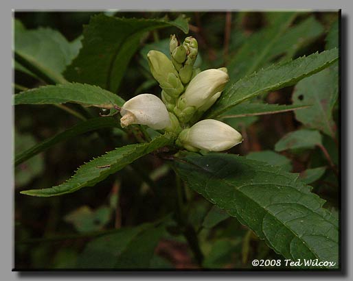White Turtlehead (Chelone glabra)