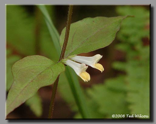 Cow Wheat (Melampyrum lineare)