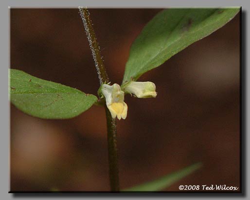Cow Wheat (Melampyrum lineare)