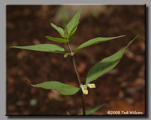 Cow Wheat (Melampyrum lineare)