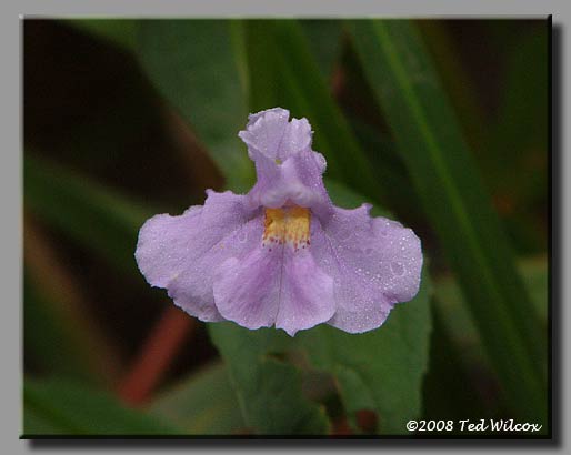 Square-Stemmed Monkey Flower (Mimulus ringens)