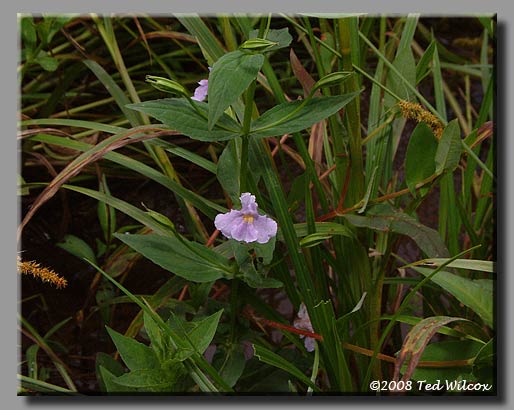 Square-Stemmed Monkey Flower (Mimulus ringens)