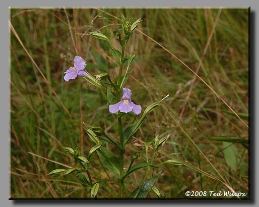 Square-Stemmed Monkey Flower (Mimulus ringens)