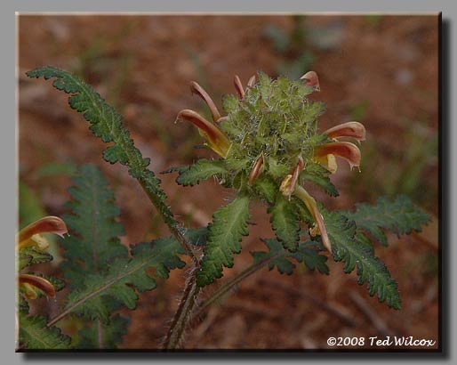 Wood Betony / Forest Lousewort (Pedicularis canadensis)