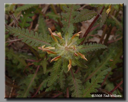 Wood Betony / Forest Lousewort (Pedicularis canadensis)