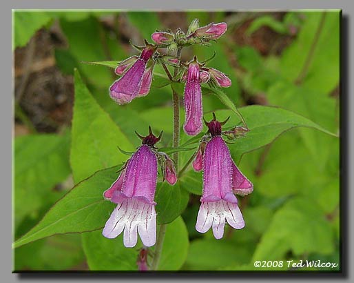 Longsepal Beardtongue (Penstemon calycosus)