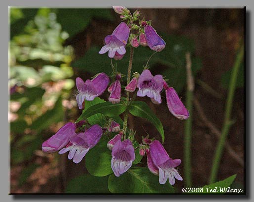 Longsepal Beardtongue (Penstemon calycosus)