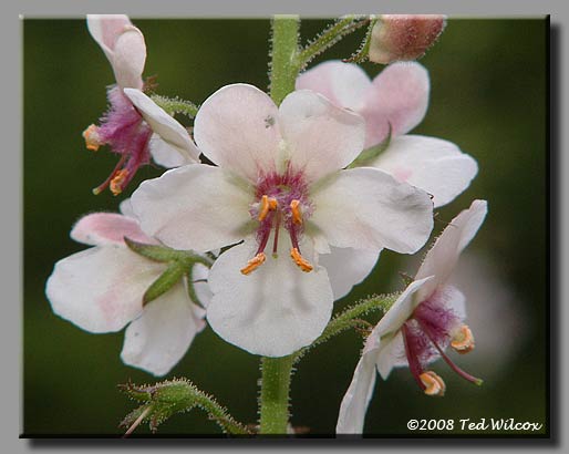 Moth Mullein (Verbascum blattaria)