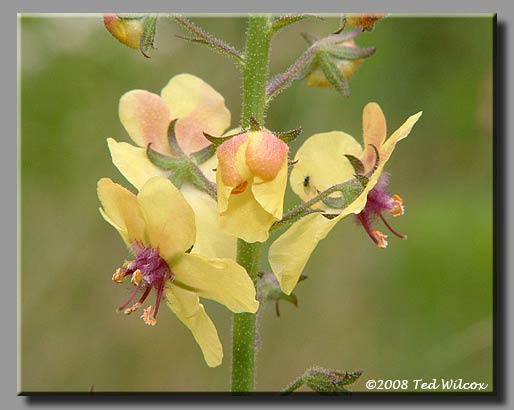 Moth Mullein (Verbascum blattaria)