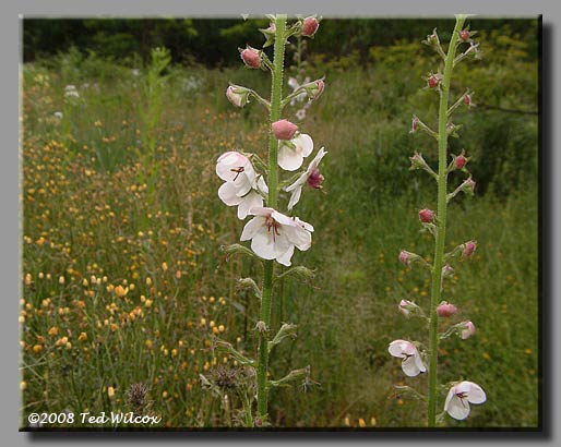 Moth Mullein (Verbascum blattaria)