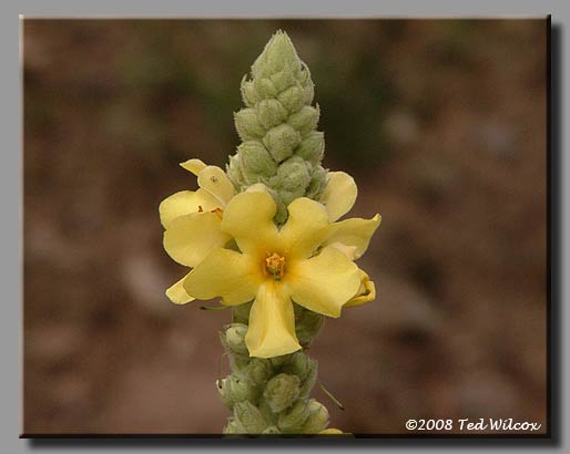Common Mullein (Verbascum thapsus)