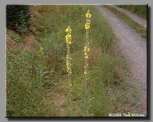 Common Mullein (Verbascum thapsus)