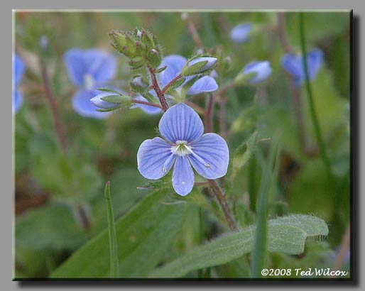 Bird's-Eye Speedwell (Veronica persica)